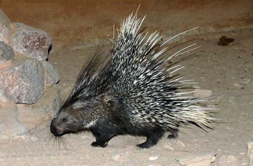 از گوزن زرد تا مار شاخدار از گوزن زرد تا مار شاخدار