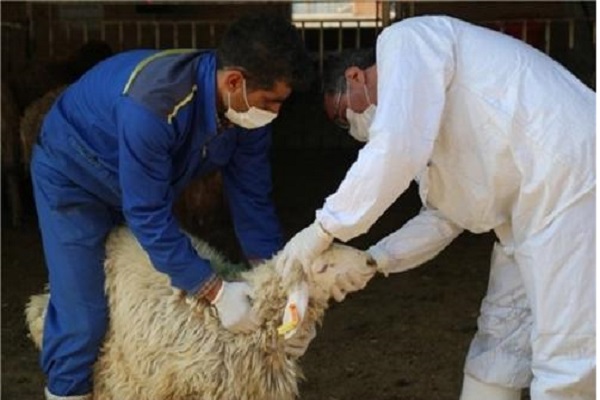 بازرسی بهداشتی لاشه دامهای قربانی در عید سعید قربان