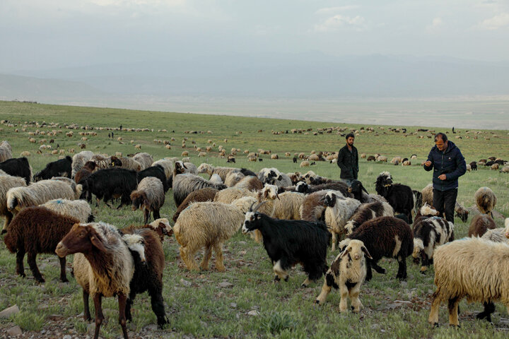 کوچ عشایر در مسیر بحران کرونا