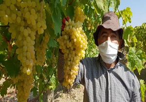 جهش در تولید میوه‌ای بهشتی