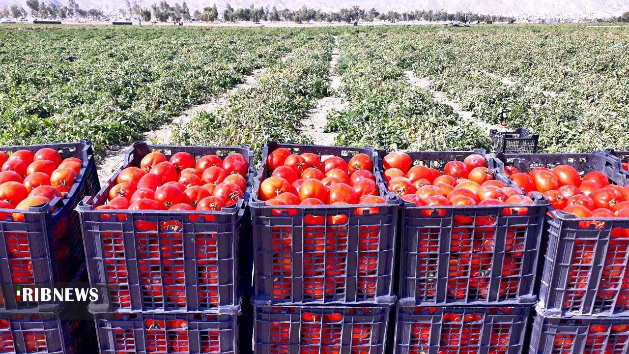 پیش&zwnj;بینی برداشت ۵۸۰ هزار تن گوجه&zwnj;فرنگی در استان بوشهر