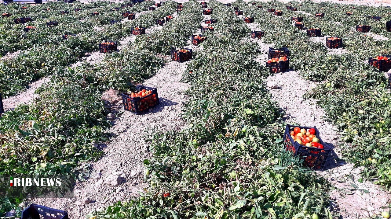 پیش&zwnj;بینی برداشت ۵۸۰ هزار تن گوجه&zwnj;فرنگی در استان بوشهر