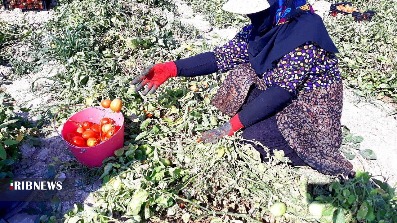 پیش&zwnj;بینی برداشت ۵۸۰ هزار تن گوجه&zwnj;فرنگی در استان بوشهر