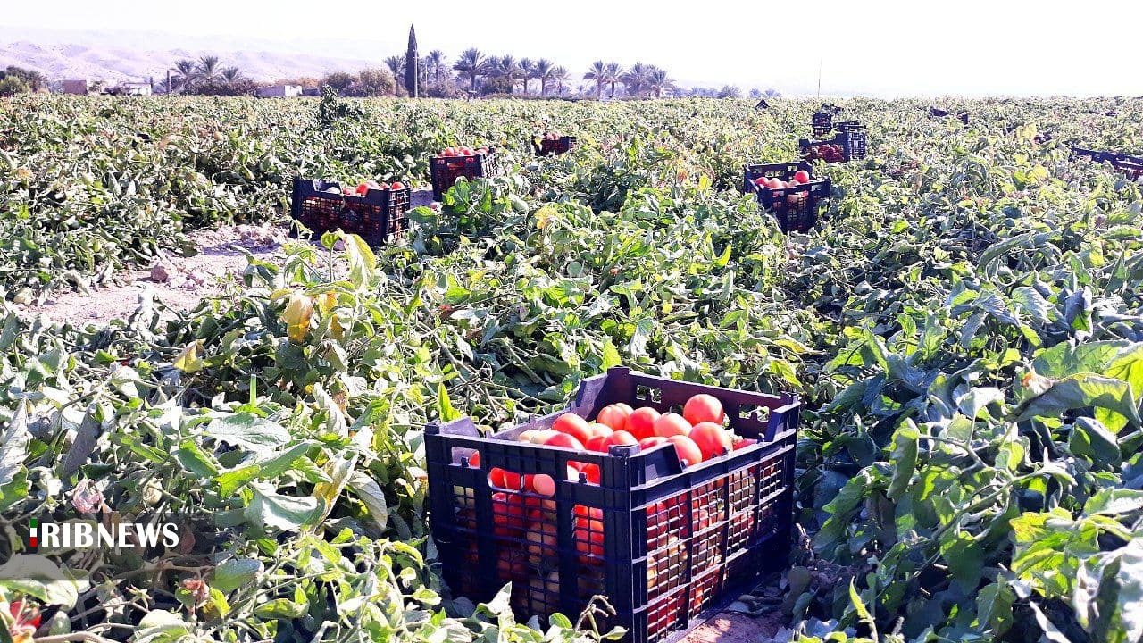پیش&zwnj;بینی برداشت ۵۸۰ هزار تن گوجه&zwnj;فرنگی در استان بوشهر