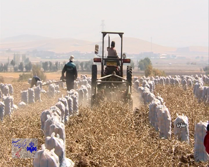 برداشت سیب زمینی از مزارع شازند