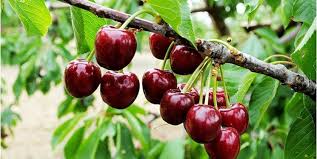 کاهش ۴۵ درصدی تولید گیلاس و آلبالو در خراسان رضوی کاهش ۴۵ درصدی تولید گیلاس و آلبالو در خراسان رضوی