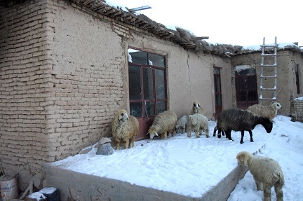 قدردانی از کسانی که از بارش برف غافلگیر نشدند