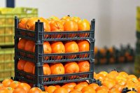 مرکبات و خرمای جهرم در بازار‌های خارجی