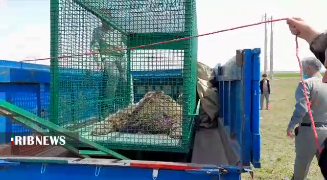 تلف شدن یک قلاده خرس در اردبیل