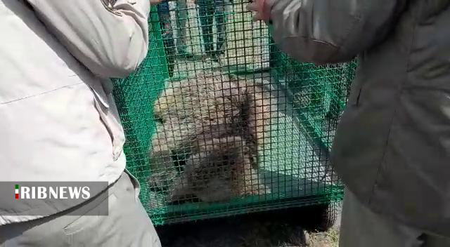 تلف شدن یک قلاده خرس در اردبیل