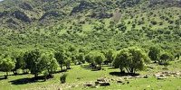احیا و تقویت ۱۰۰ هزار هکتار از مراتع سلماس