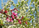 قاب طبیعت گلستان و ثبت لحظاتی خاطره انگیز برای گردشگران