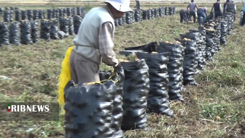 تمدید چهار ماهه کارت بازرگانی صادرکنندگان سیبزمینی تمدید چهار ماهه کارت بازرگانی صادرکنندگان سیبزمینی