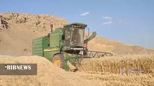 آغاز برداشت گندم از مزارع بیرانشهر