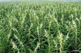 اغاز برداشت دانه روغنی کنجد در شادگان