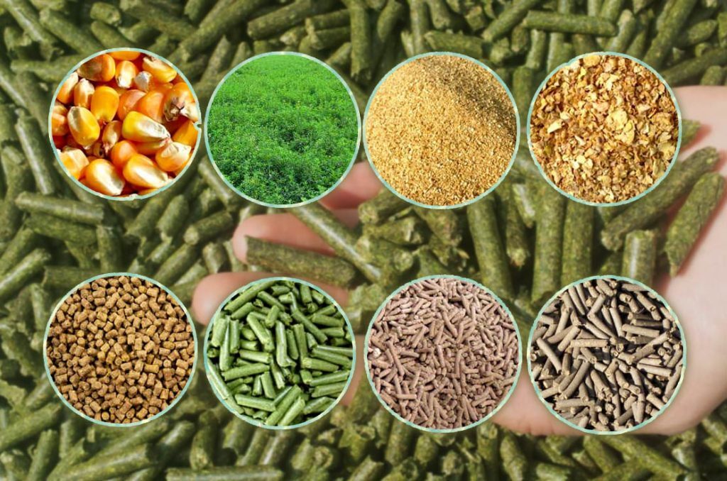 پیگیری دریافت مجوز برای صادرات خوراک دام به آنسوی مرزها پیگیری دریافت مجوز برای صادرات خوراک دام به آنسوی مرزها