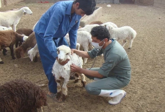 انجام ۷۹ اردوی محرومیت‌زدایی دامپزشکی در خوزستان