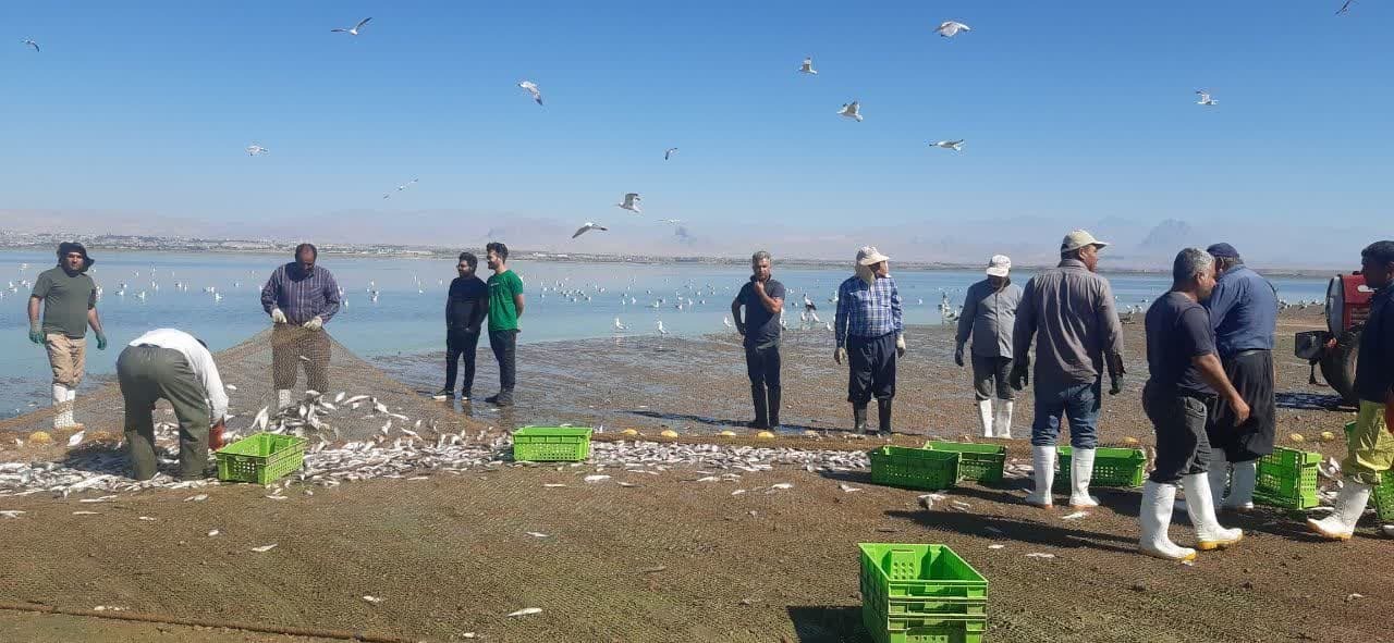 آغاز فصل صید آبزیان در منابع آبی پشت سدهای آذربایجان غربی آغاز فصل صید آبزیان در منابع آبی پشت سدهای آذربایجان غربی