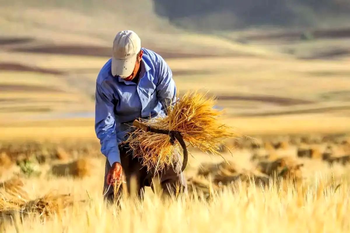 اعتبار لازم برای خرید تضمینی گندم در لایحه بودجه پیش بینی شود