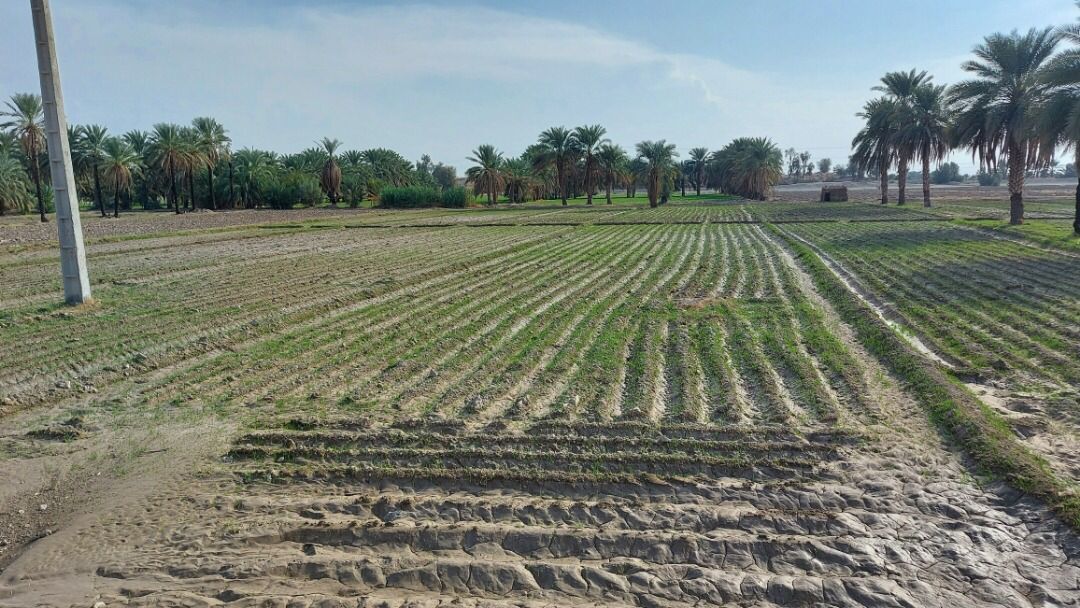 کشت پاییزه در سطح ۶هزار هکتار از اراضی شهرستان بمپور کشت پاییزه در سطح ۶هزار هکتار از اراضی شهرستان بمپور