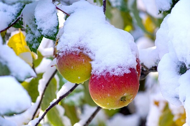بارش برف زودهنگام پاییزه به باغهای سیب اشنویه خسارت زد بارش برف زودهنگام پاییزه به باغهای سیب اشنویه خسارت زد
