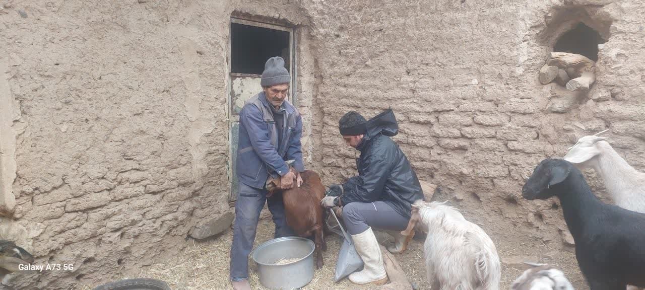 ۸ روستای از خدمات رایگان جهاد دامپزشکی به نام شهدای طریق القدس بهره‌مند شدند