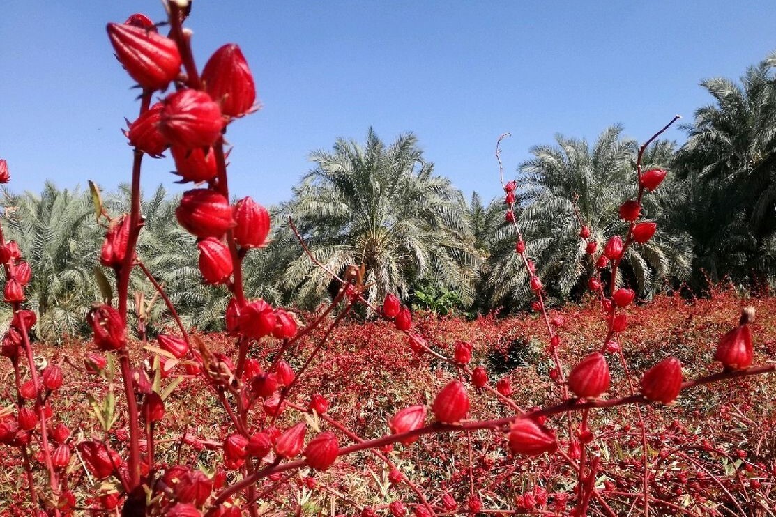 برداشت بیش‌از ۳۰۰ تن چای ترش درسیستان و بلوچستان