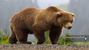 مشاهده و رصد خرس قهوهای در منطقه حفاظت شده اشترانکوه مشاهده و رصد خرس قهوهای در منطقه حفاظت شده اشترانکوه