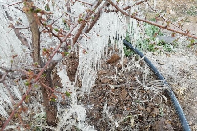 مراقب یخبندان و سرمازدگی محصولات باشید