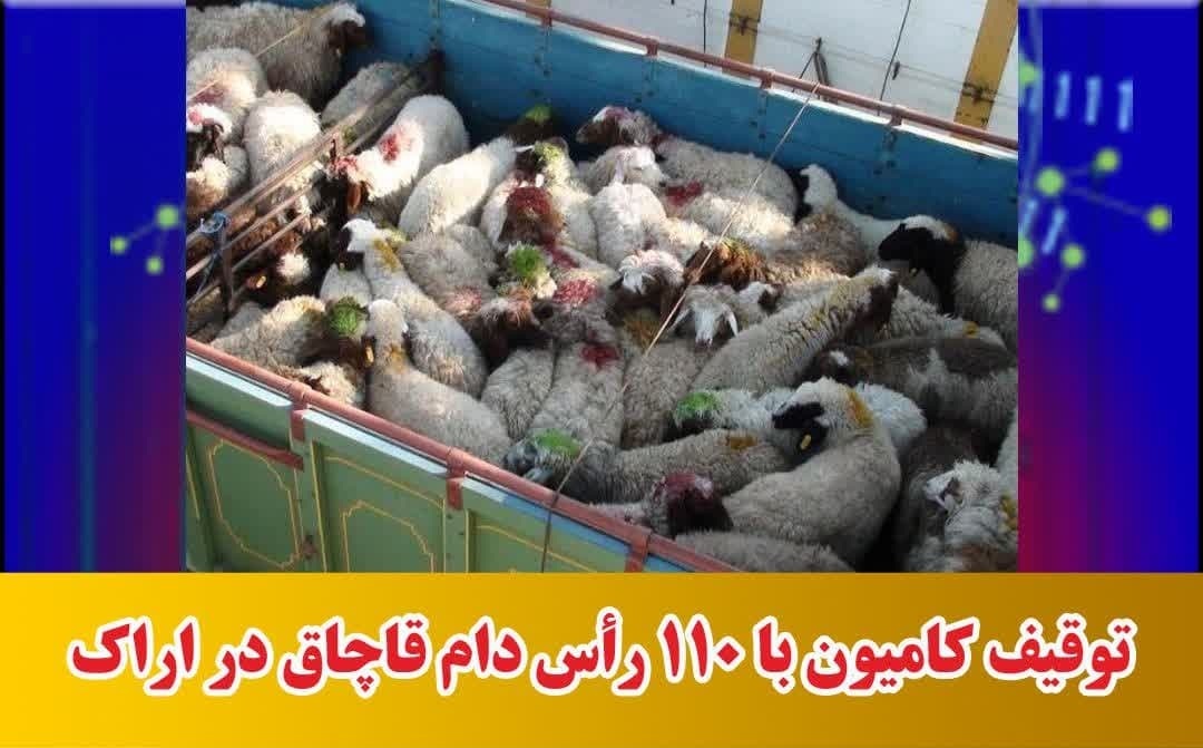 کشف ۱۱۰ رأس دام قاچاق در یک کامیون