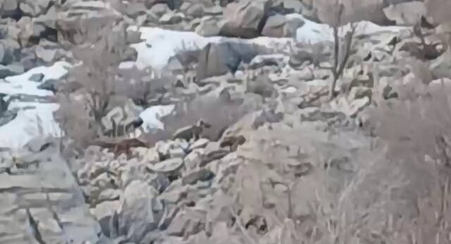 مشاهده یک قلاده خرس قهوه‌ای و دو توله در تاراز