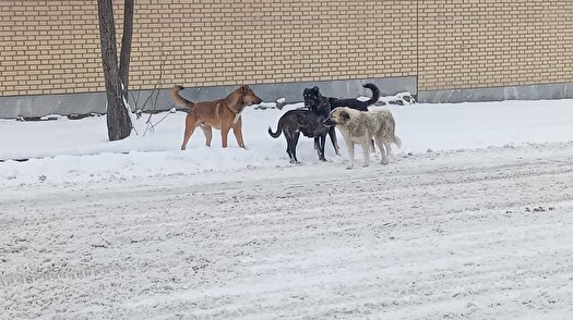 گلایه از افزایش سگ های ولگرد در منطقه چالدران