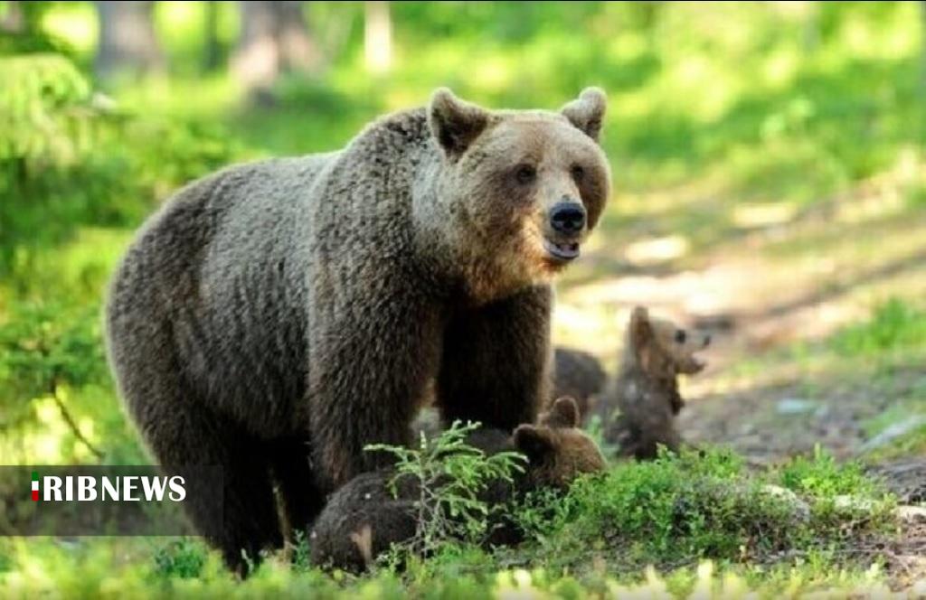 مشاهده خرس قهوهای در دورود مشاهده خرس قهوهای در دورود