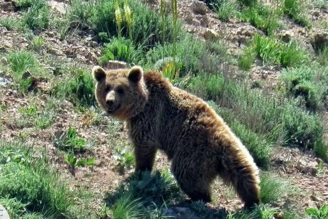 مشاهده یک قلاده خرس قهوهای بالغ در ارتفاعات ترگور ارومیه مشاهده یک قلاده خرس قهوهای بالغ در ارتفاعات ترگور ارومیه