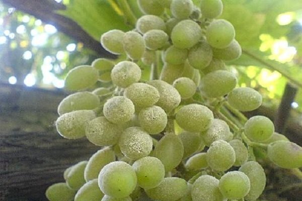 در تاکستانهای خراسان شمالی سفیدک انگور مشاهده نشده است در تاکستانهای خراسان شمالی سفیدک انگور مشاهده نشده است