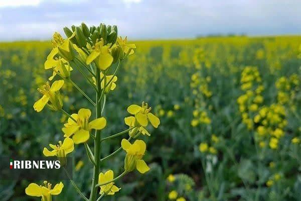 خرید تضمینی دانه روغنی کلزا از مرز یکصد تن گذشت