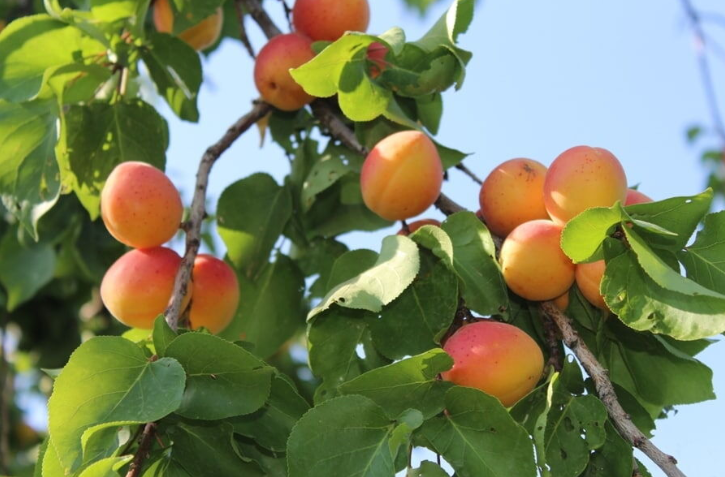 برداشت زردآلو در سیستان و بلوچستان