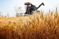 برداشت خوشه‌های طلایی از مزارع شمال فارس