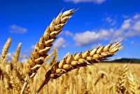 فعالیت ۵۸ مرکز خرید گندم در کردستان