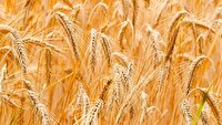 خرید تضمینی بیش از ۱۲ هزار تن گندم از کشاورزان خراسان‌جنوبی
