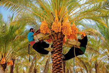 آغاز برداشت محصول نخیلات استان بوشهر از نیمه دوم تیر