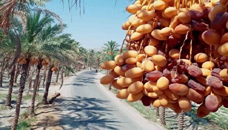 برداشت نوبرانه رطب از نخلستان‌های جنوب