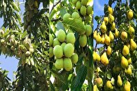 پیش‌بینی تولید ۱۱.۵ میلیون تن محصولات سردسیری و خشک