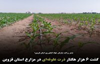 کشت ۶ هزار هکتار ذرت علوفه‌ای در مزارع استان قزوین