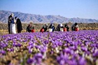راهاندازی انبار بورس زعفران در خراسانشمالی