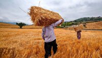 خرید بیش از ۴۴ هزار تن گندم در خراسان شمالی