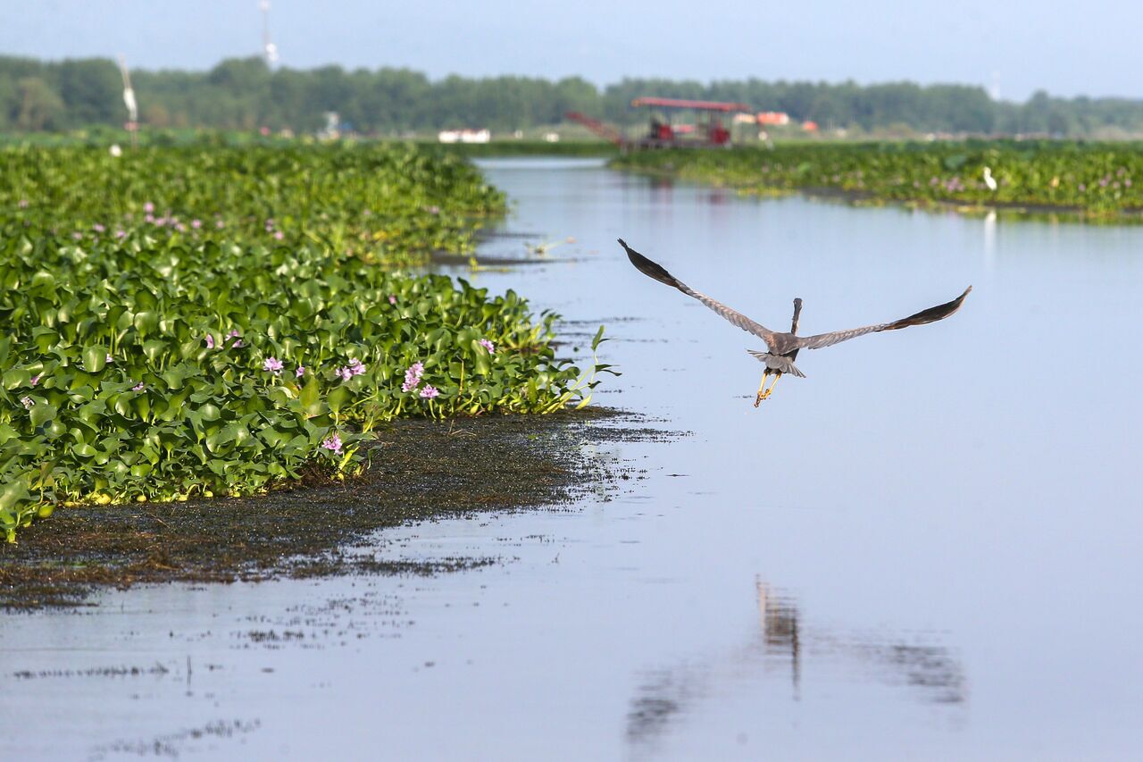 سنبل آبی خطری برای طبیعت و اقتصاد تالاب انزلی سنبل آبی خطری برای طبیعت و اقتصاد تالاب انزلی