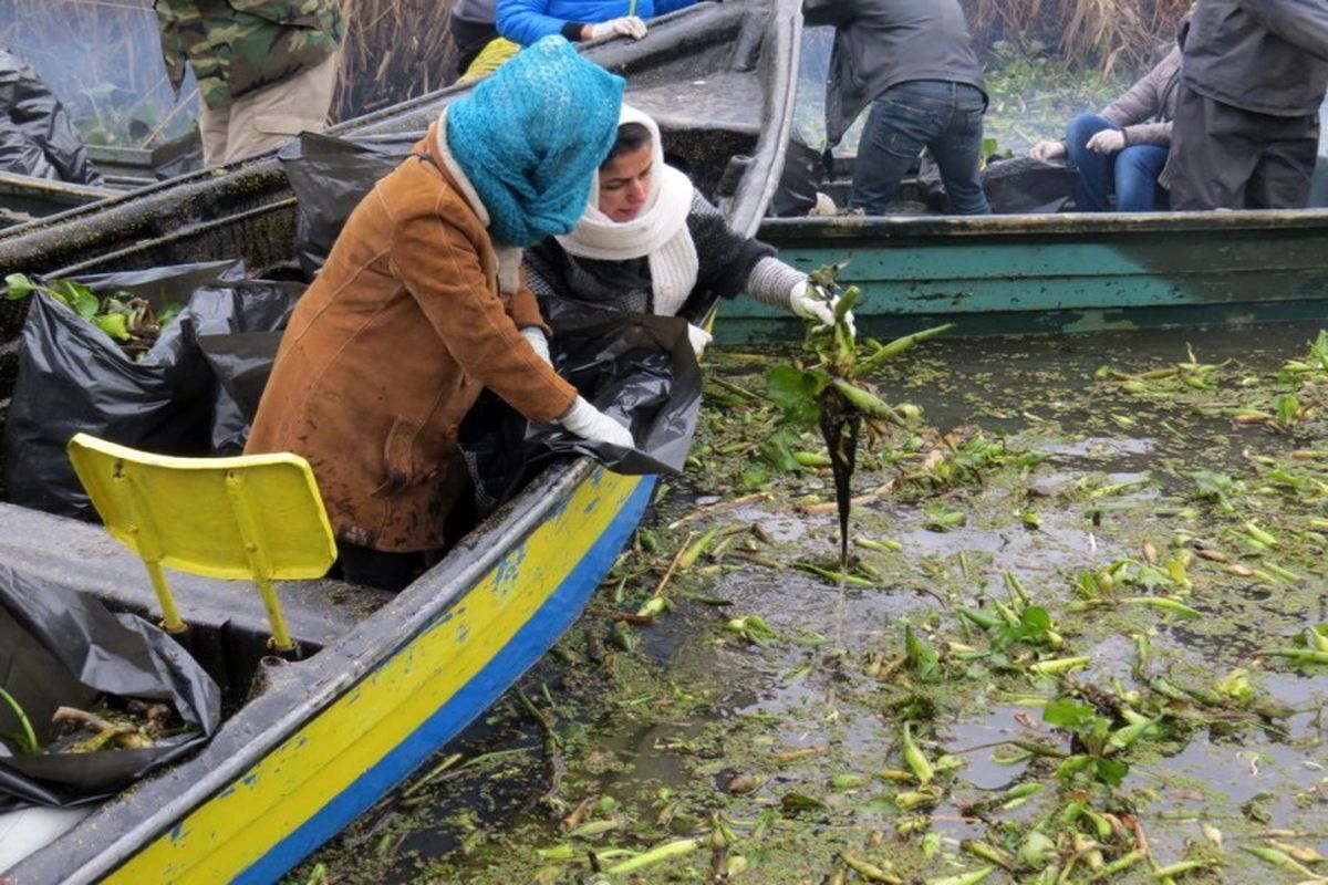 سنبل آبی خطری برای طبیعت و اقتصاد تالاب انزلی سنبل آبی خطری برای طبیعت و اقتصاد تالاب انزلی