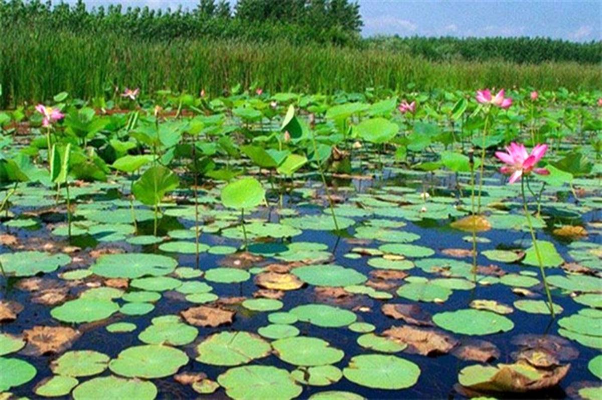 سنبل آبی خطری برای طبیعت و اقتصاد تالاب انزلی سنبل آبی خطری برای طبیعت و اقتصاد تالاب انزلی