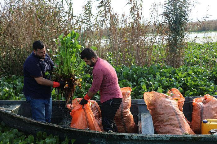 سنبل آبی خطری برای طبیعت و اقتصاد تالاب انزلی/ در حال تکمیل است سنبل آبی خطری برای طبیعت و اقتصاد تالاب انزلی/ در حال تکمیل است